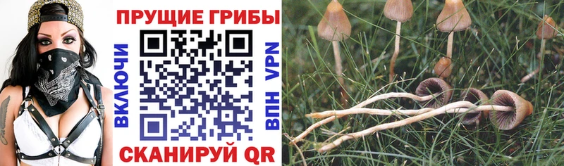 где купить наркоту  Комсомольск-на-Амуре  Псилоцибиновые грибы GOLDEN TEACHER 